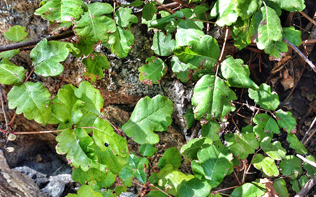 western poison oak