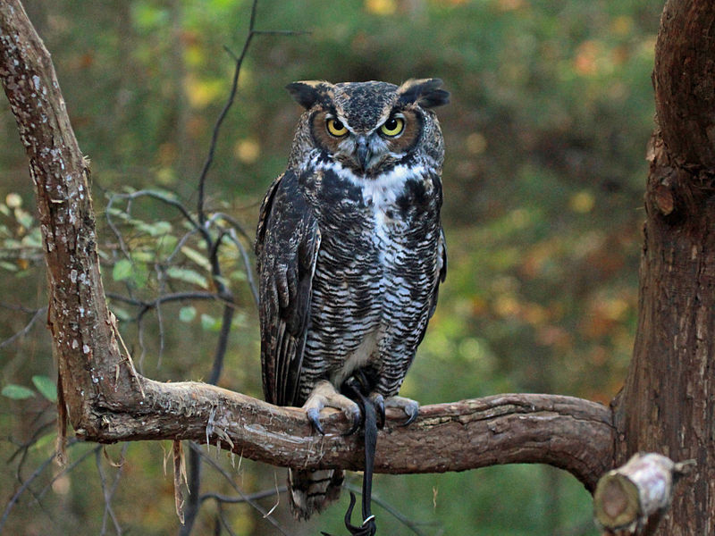800px-Great-horned_Owl_RWD_at_CRC2