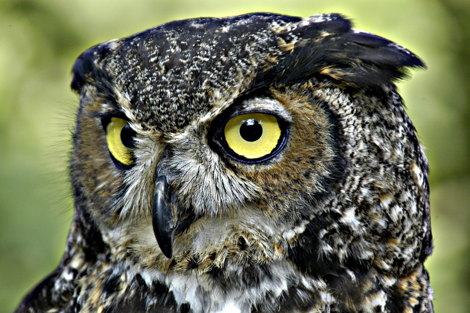 Owl Pictures
