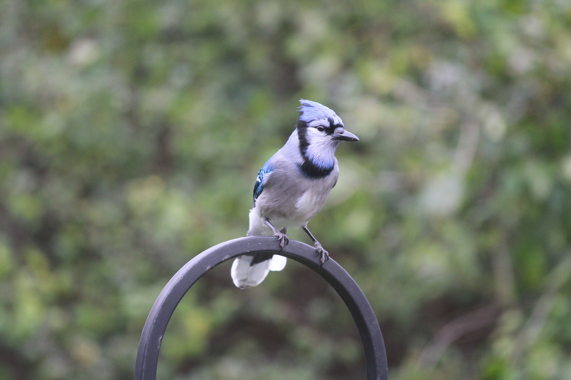 The Blue Jay Danger Ranger Bear The Blue Jay Danger Ranger Bear