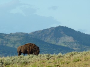 yellowstone-national-park-225589_1280