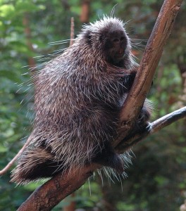 800px-Porcupine-BioDome