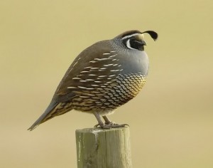 California_quail