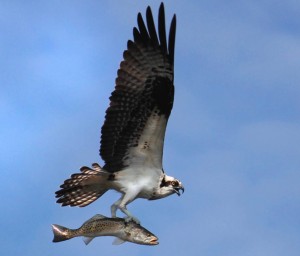 Osprey in flight