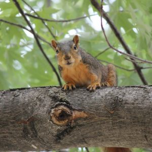 Squirrel on a tree