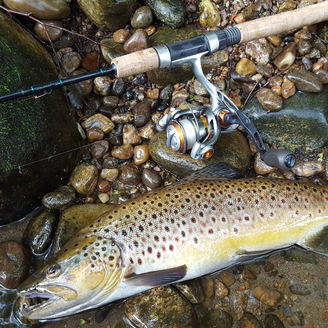 Bushcraft Trout