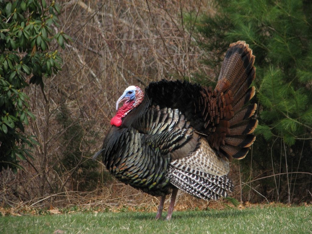 Wild Turkey Craft Feathers – Wild Fletching