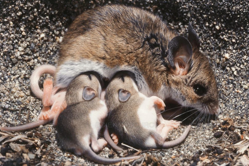 The Brush Mouse Danger Ranger Bear