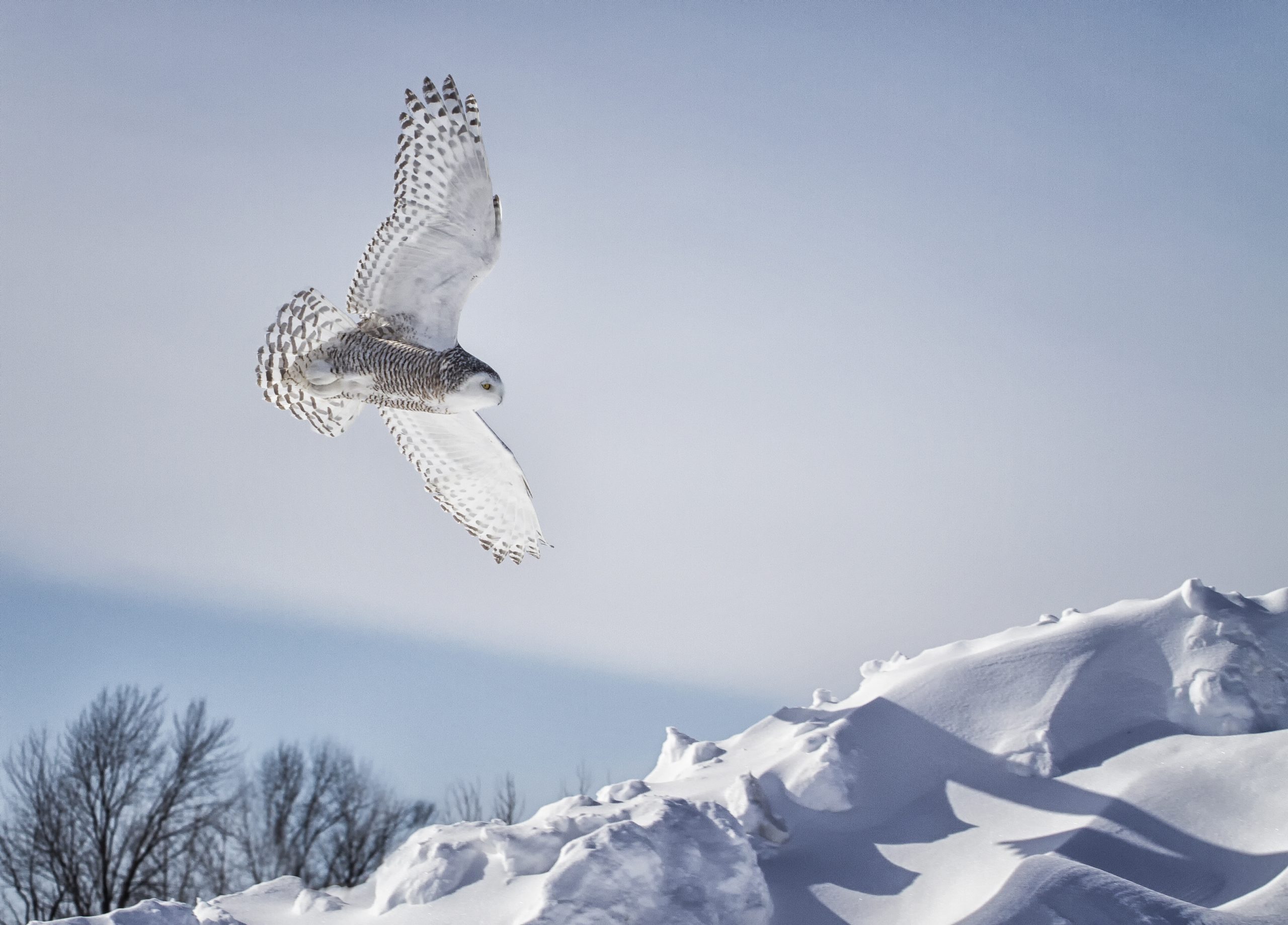 Linuschka Owls Snowy Mountains