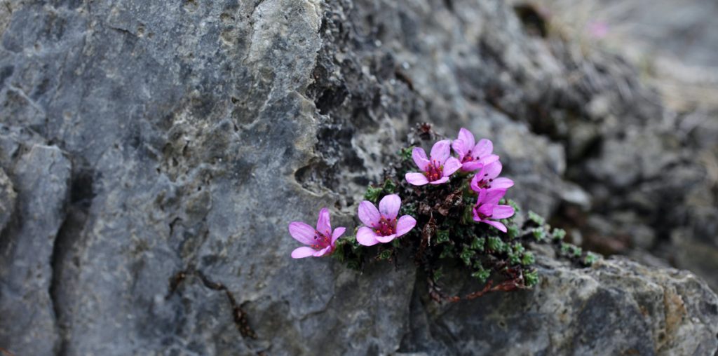 This tenacious little plant will grow in the smallest cracks in the rock which lent it the name Stone Breaker