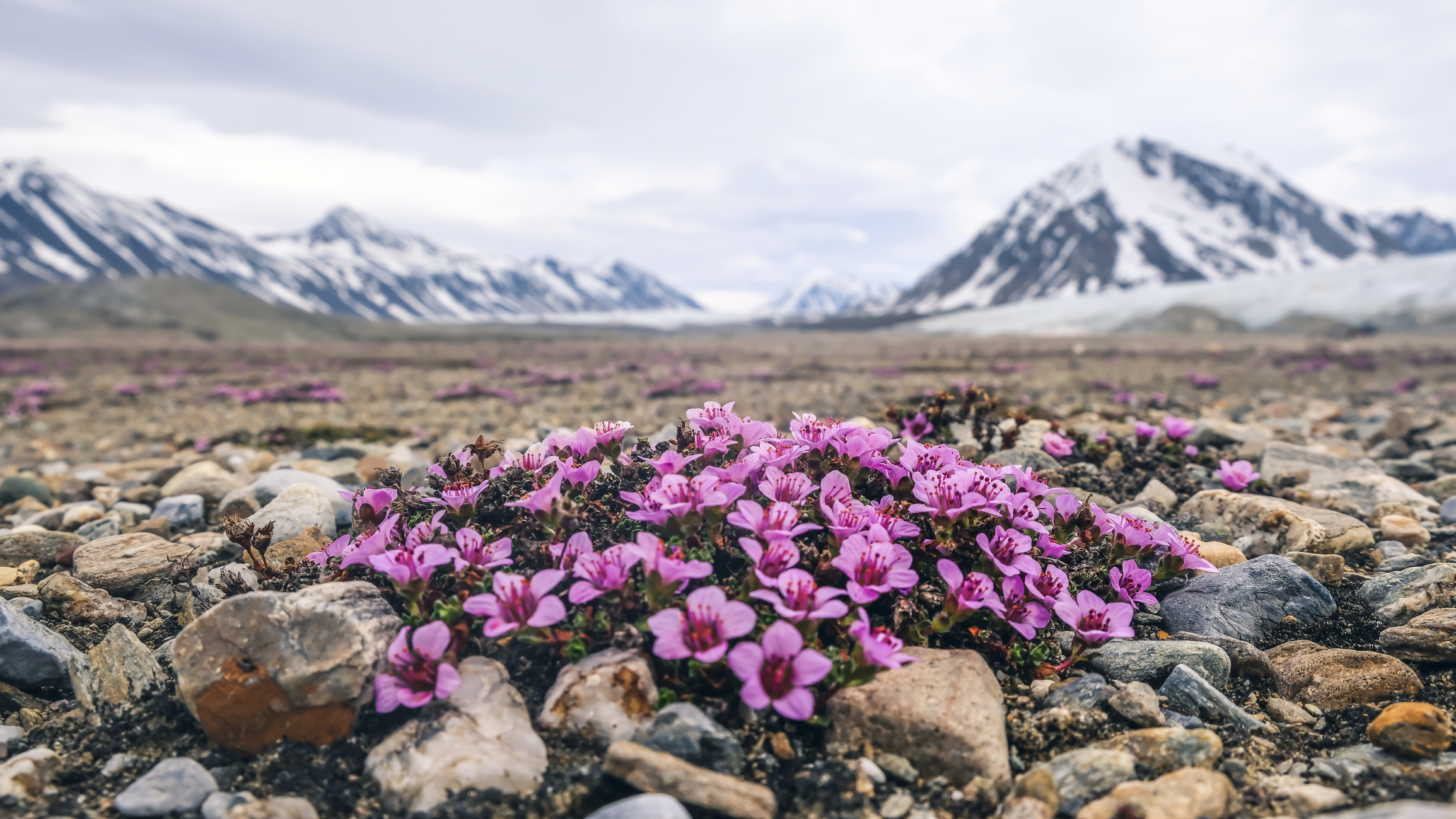 Purple Saxifrage