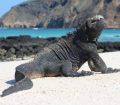 A Galapagos Marine Iguana