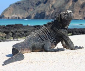 A Galapagos Marine Iguana