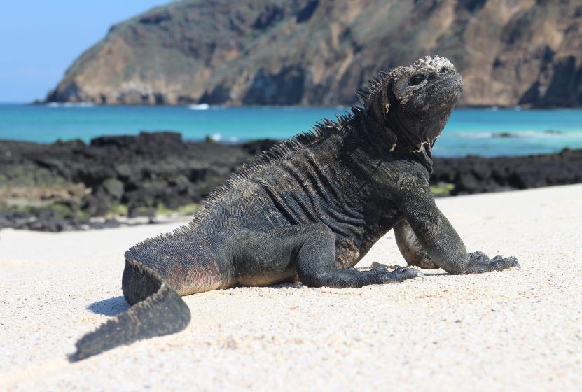 A Galapagos Marine Iguana