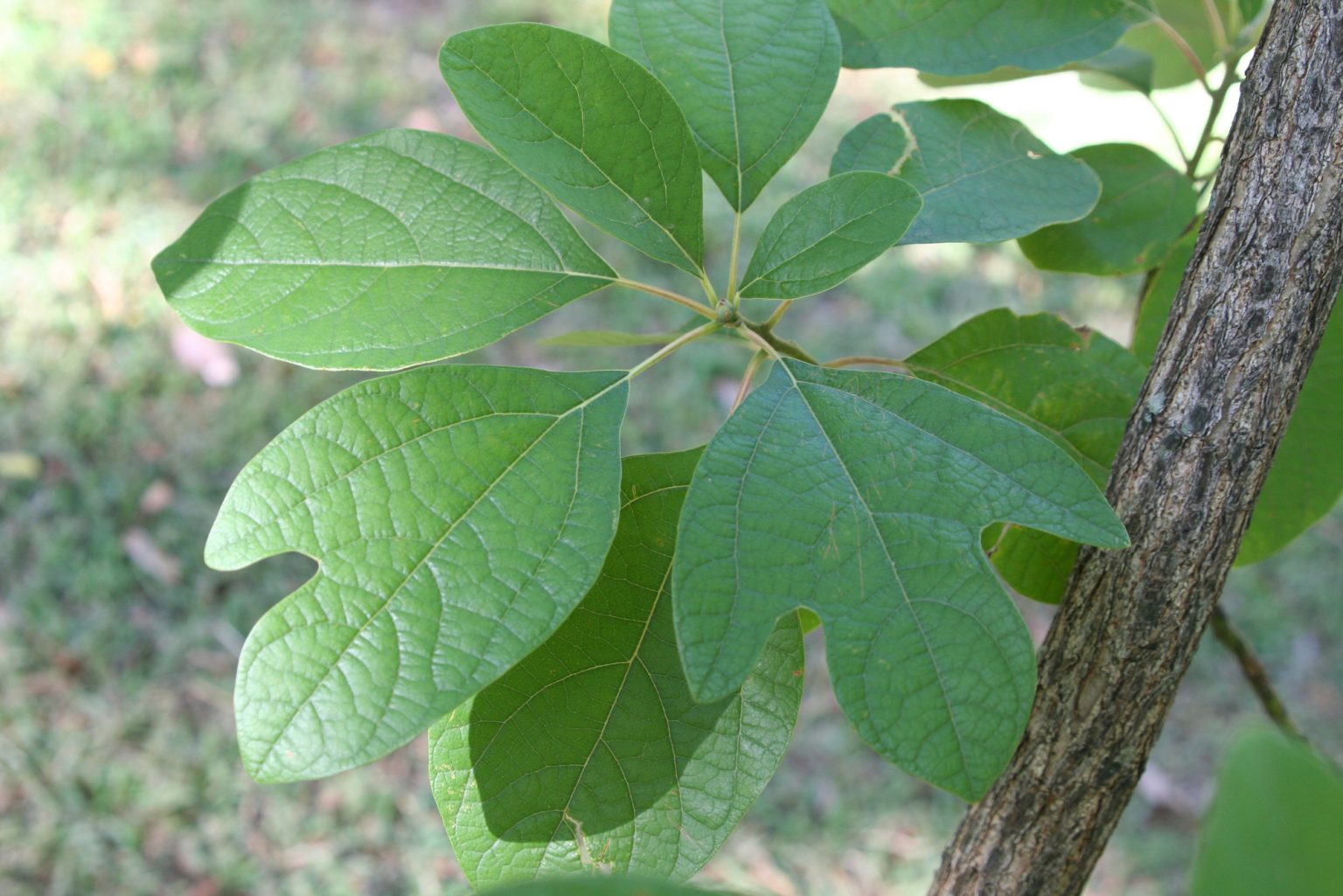 The Sassafras Tree Danger Ranger Bear